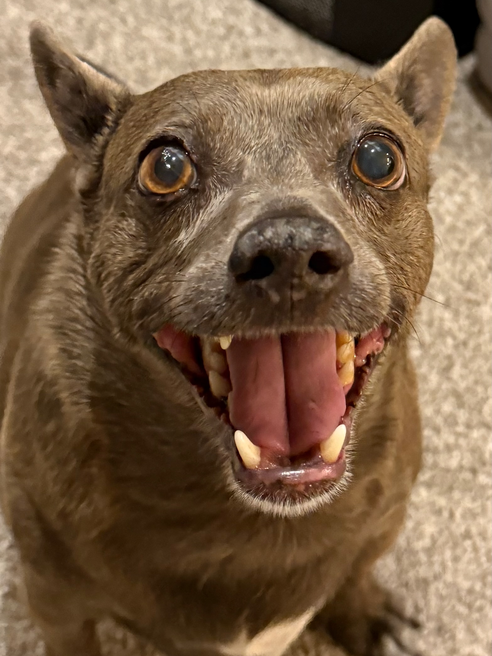 Photo of Remy, my 20 lb., grey rescue dog.