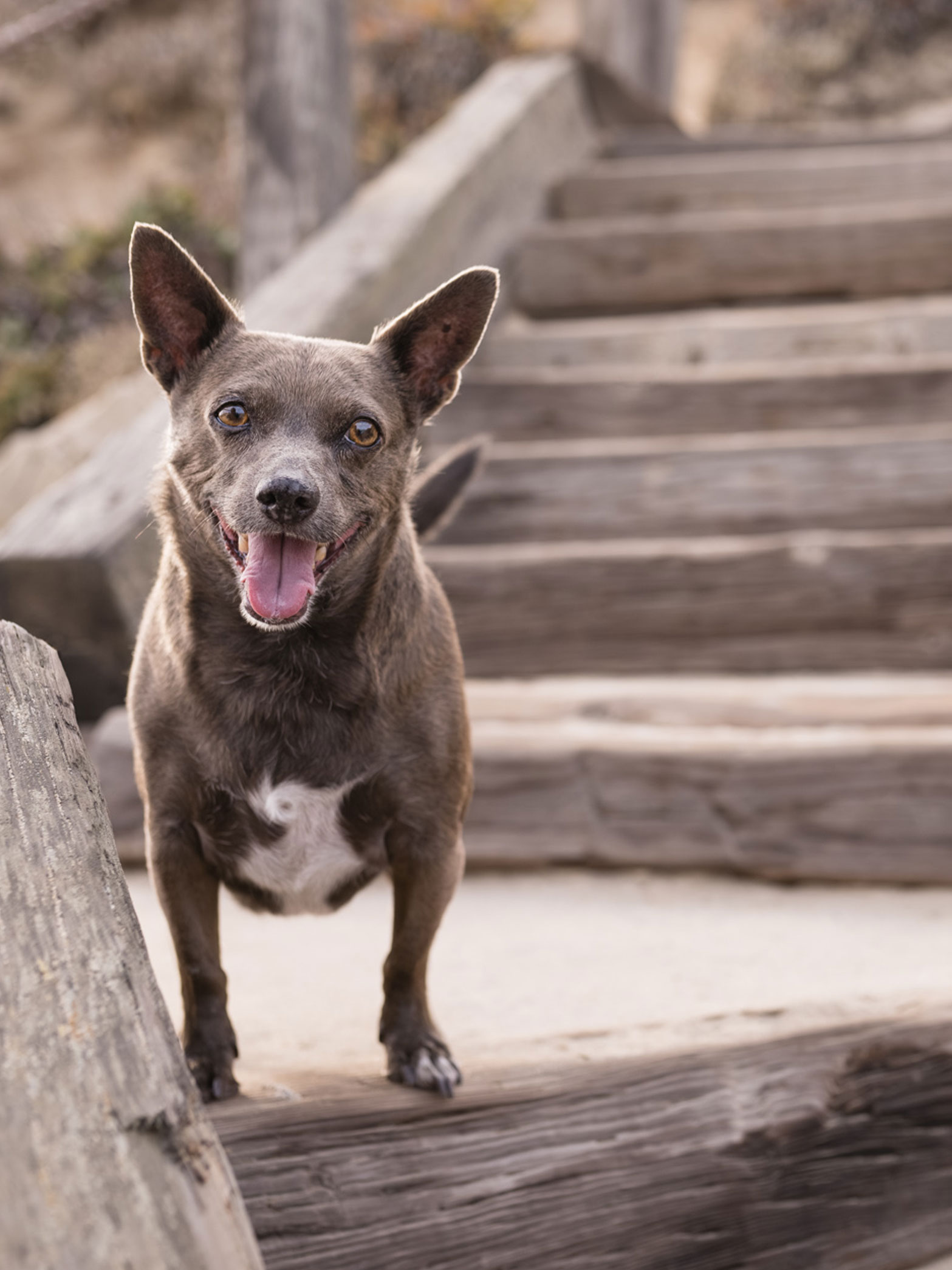 Photo of Remy, my 20 lb., grey rescue dog.